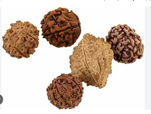 Multicolor Rudraksha Pack Of 6