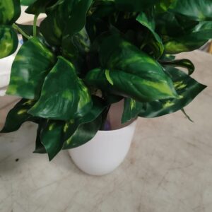 Natural Looking Artificial Money Plant