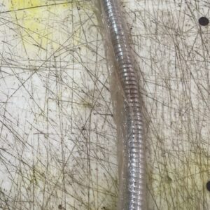 Flexible Hose Pipe Table Lamp Holder Light