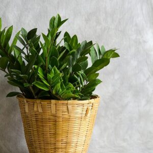 Bamboo Planter Basket For Indoor Plants
