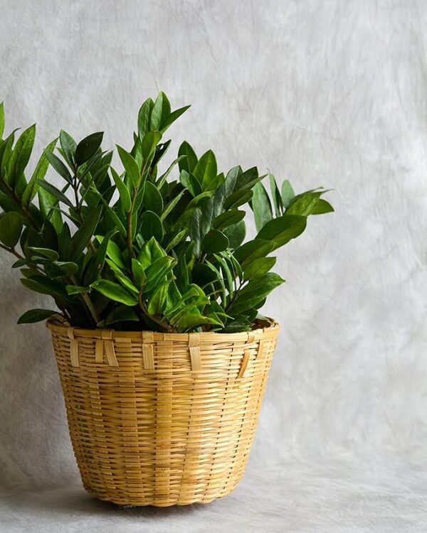 Bamboo Planter Basket For Indoor Plants