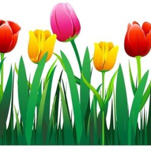 Home Decor Tulip Flower Wall Sticker Multicolor Vinyl 47X120 Pack Of 4