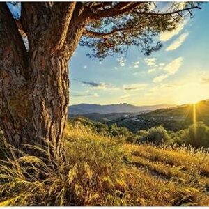 Viny Studio Natural Spring Tree Photography Backdrop Sunrise Blue Sky White Cloud Rural Aged Tree Mountain Grass Field Outdoors Picnic Kids Adults Camping Theme Photo