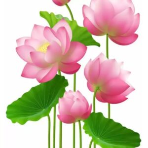 Pink Lotus Flower Door Wall Sticker 58Cm Plus 45 Cm