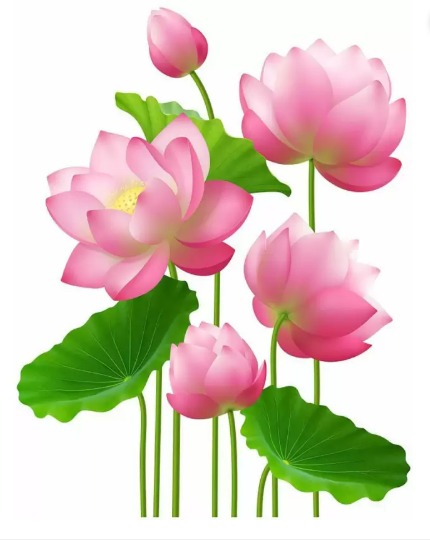 Pink Lotus Flower Door Wall Sticker 58Cm Plus 45 Cm