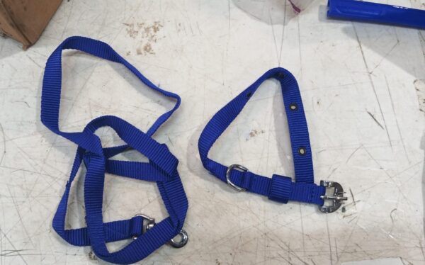 Blue Colour Dog Belt 2 Pcs