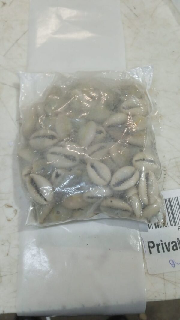 Cowrie Shells