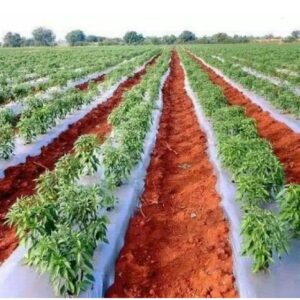 Jai Kisan High Quality Uv Treated Mulching Films Size 39 Inch Micro 25