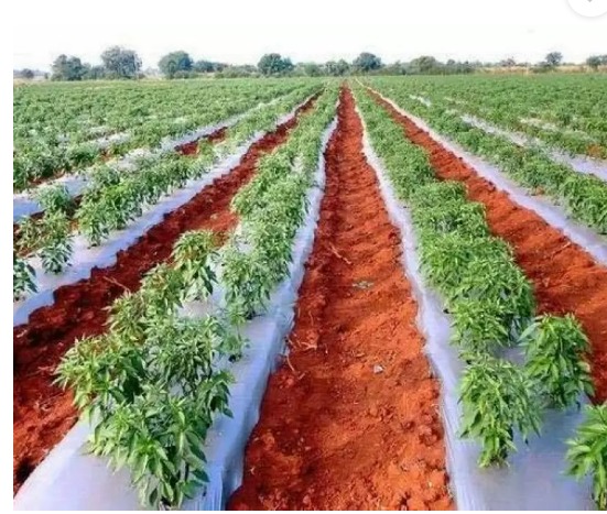 Jai Kisan High Quality Uv Treated Mulching Films Size 39 Inch Micro 25