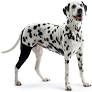 Kruuse Rehab Knee Protector For Dogs