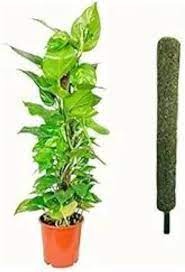 Nursery Grass Mostic Coir Stick Pack Of 5