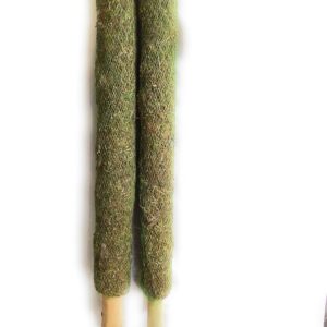 Nursery Grass Mostic Coir Stick Pack Of 2
