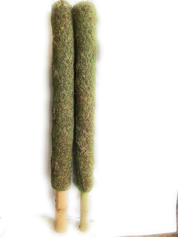 Nursery Grass Mostic Coir Stick Pack Of 2