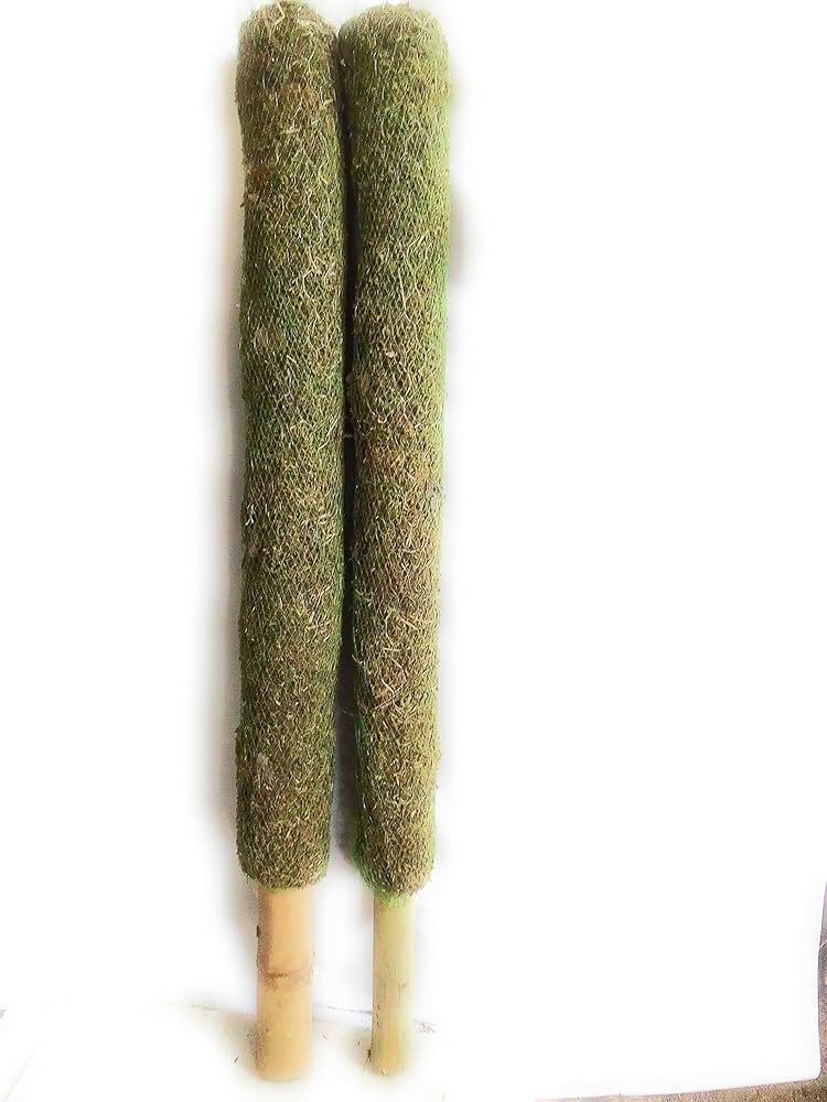 Nursery Grass Mostic Coir Stick Pack Of 2