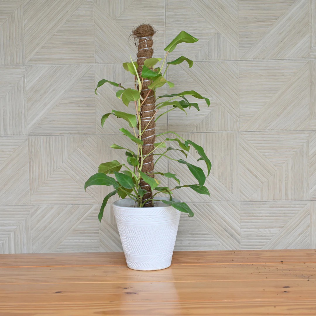 Live Plants Moss Sticks For Plants Pack Of 4