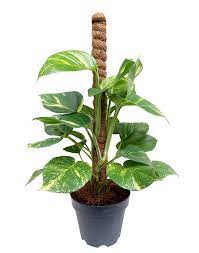 Money Plant Tall With Coco Support Pole 4 Pcs Set