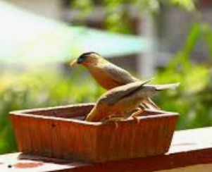 Amijivdaya Plastic Bowl Bird Feeder For Food Water Multipurpose With Hanging Chain