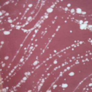 Women Red And White Color Saree