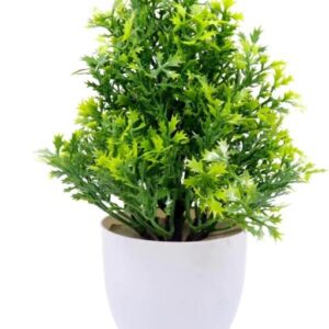 Private Lable plants for home decor pack of 1