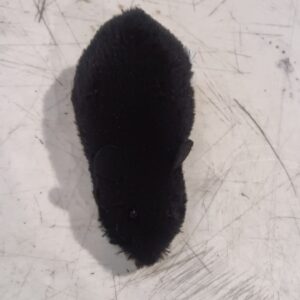 Tick Adopt Me Adopt Toy