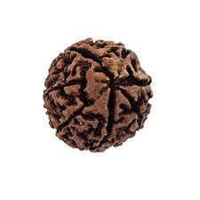 Brown Color Rudraksha