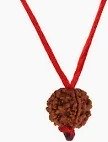 5 Mukhi Rudraksha Original