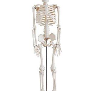 Specter Litt Articulated Human Skeleton Model With Stand