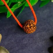 5 Mukhi Rudraksha