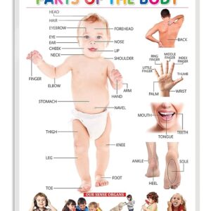 Parts Of The Body Wall Chart