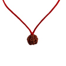 5 Mukhi Rudraksha Beads Positive Effect Original Real Natural