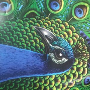 Peacock Fridge Mat Multicolor Pack Of 4