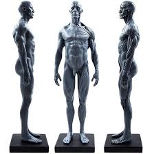 Grey Color Human Body Musculoskeletal
