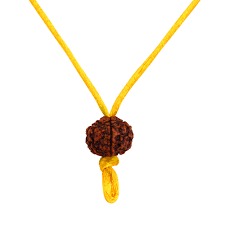 5 Mukhi Rudraksha With Yellow Dhaga Pack Of 2