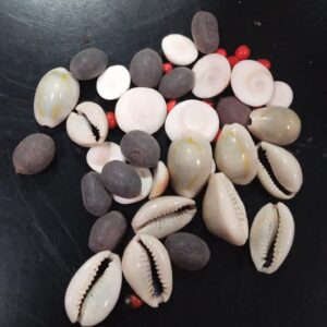 Private Lable NATURALIFESPALAGARAICHOLI I CHOLY I Cypraea moneta Linn