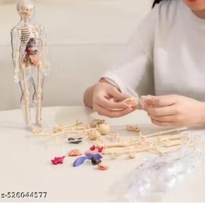 Private Label Human Body Model for Kids