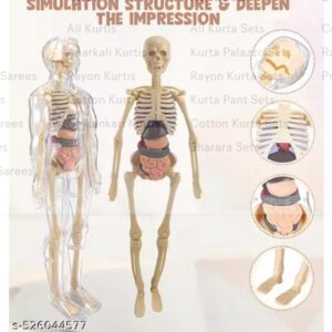 Private Label Human Body Model For Kids Human Body 29 Piece Human Torso Body Anatomy Model with Removable Parts