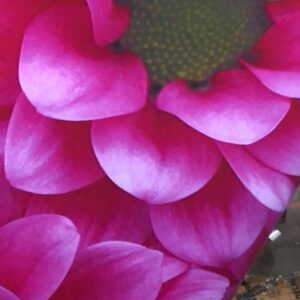 Pink Color Flower Printed Wallpaper For Home Size 3X6 Feet