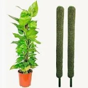 Moss Stick Green Grass Pole For Plants Support Set Of 2
