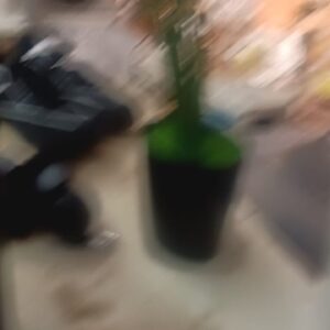 Mvm Ecommerce Beautiful Dhan Kuber Plant Crassula Money Plant With Brown Pot