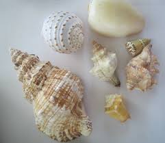 Sea Shell Large Small Lot 4