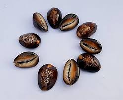 Natural Kaudi Decoration Black Kaudi Diwali Puja Laxmi Puja Cowrie Lakshmi Kaudi Shells