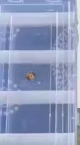 Private Labe plastic box 1 pcs