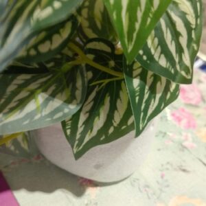 Private Label Money Plant Tree Plastic