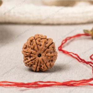 Gems mantra Natural 7 Mukhi Rudraksha Nepali