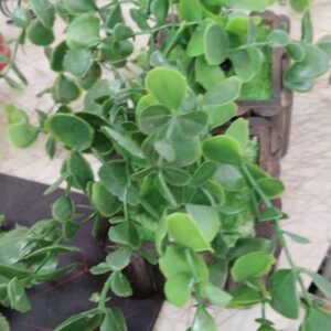 Brown Wooden Square Flower Pot Pack Of 2