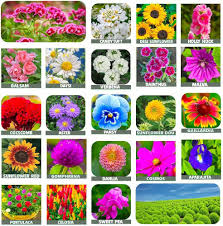 Vrisa Green All Season 25 Variety Flower Seeds Combo Pack