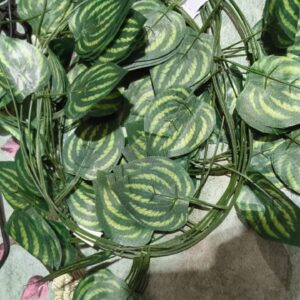 Private Label Money Plant Live Home Decoration Accessories