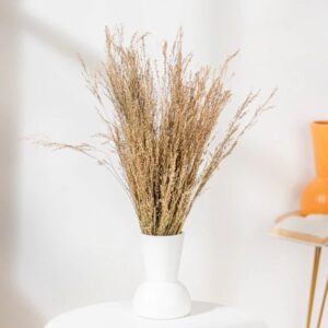 Anastasia Natural Star Grass 100 Grams