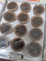 Sambrani Cups Puja Havan Guggal Loban Cow Dungs Natural Sambrani Dhoop Pack of 10 Box Each Box 12 Cups Plus 1 Free Ceramic Plate